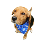 bandana on dog